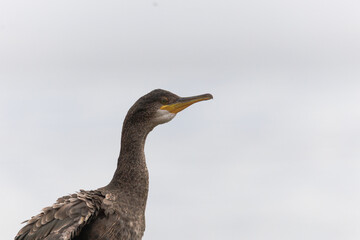 Fototapeta premium Close-up of a cormorant perched, showing detailed feathers, sharp beak, and striking eyes in natural habitat