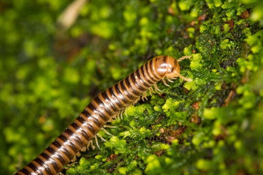 Close up of Eumastigonus, a native millipede endemic to New Zealand, known for breaking down rotting organic matter in forest ecosystems