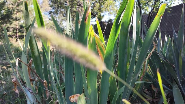 Cinematic close-up of wild iris leaves and garden plants swaying in a sunny backyard. Natural sunbeams filter through tall green foliage during a warm, peaceful outdoor morning.