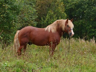 Brown horse with blonde mane standing in green meadow beside forest in summer, rural countryside livestock, natural pastoral scene, peaceful farm animal, equestrian lifestyle. © Tatiana