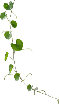 Vine plant and leaves, This climbing plant thrives in nature isolated on white background. Have clipping path.