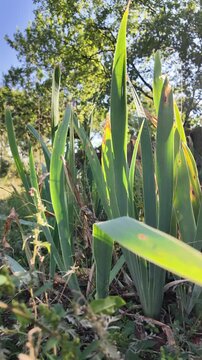 Cinematic close-up of wild iris leaves and garden plants swaying in a sunny backyard. Natural sunbeams filter through tall green foliage during a warm, peaceful outdoor morning.