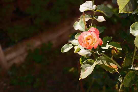 Cinematic close-up of fading, withered roses on a bush gently swaying in natural outdoor evening light. Soft panning reveals aged petals and green foliage in a peaceful garden.
