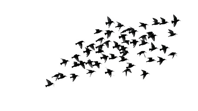 Isolated flock of black starlings flying across the bright sky, elegant avian silhouette