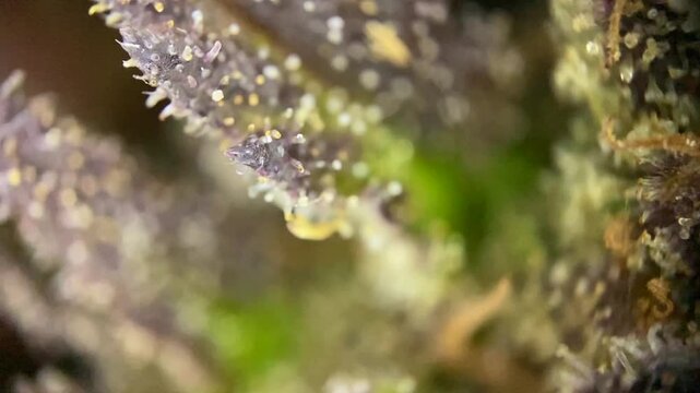 Magic Cannabis plant showing mature milky amber trichomes. 