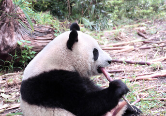 Cute Giant Panda enjoying their bamboo, China. Adorable panda is eating fresh bamboo in a natural habitat. Perfect for wildlife and nature concepts © frenta