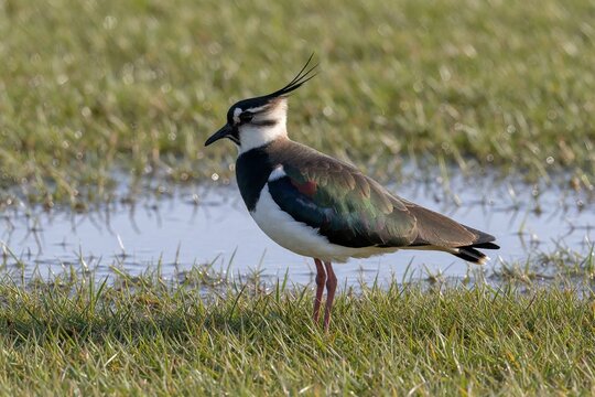 Northern Lapwing Standing in Wet Grassland Habitat