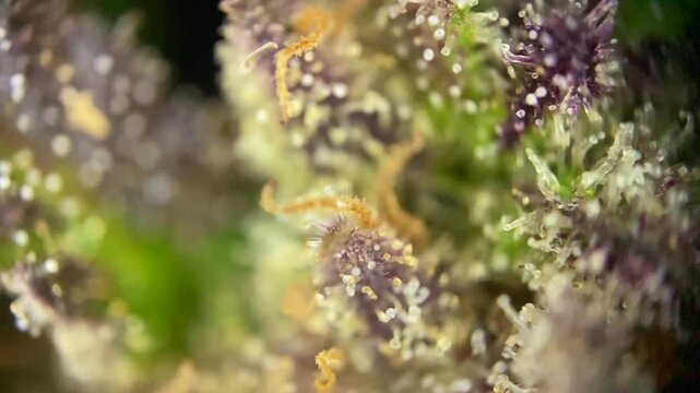 Unique Cannabis plant showing mature milky amber trichomes. 