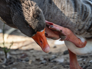  Domestic goose scratching its head with webbed foot close-up © Iryna Diadechko