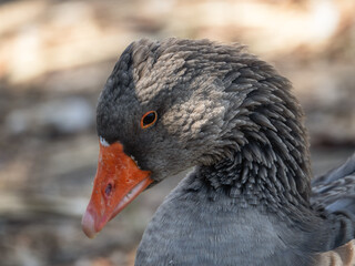 Close-up profile portrait of a domestic goose head and neck © Iryna Diadechko