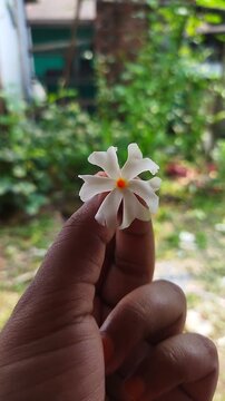 Human fingers holding a delicate single Night-flowering jasmine blossom.