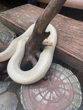 Snake Coiled Around a Wooden Branch