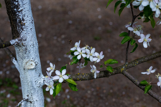 Whitewashed apple tree trunk and blooming branches in spring