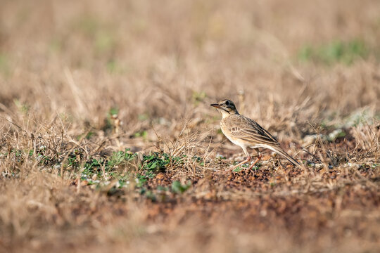 Paddyfield Pipit, Anthus rurulus