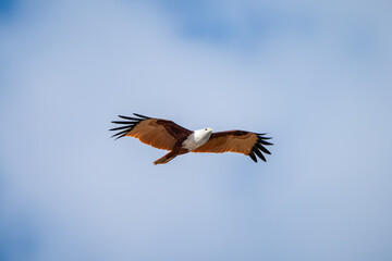 Obraz premium Brahminy Kite, Haliastur indus