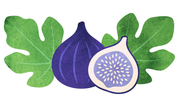 Fresh ripe purple figs with green foliage, watercolor fig fruit illustration, sweet organic botanical fig harvest design isolated on Transparent Background