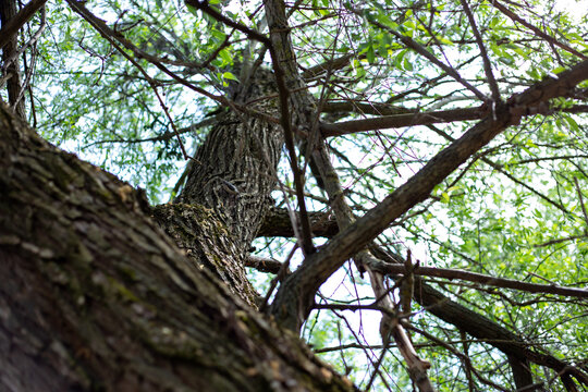 Rough textured tree trunks and branches in a green fore