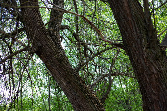 Rough textured tree trunks and branches in a green fore