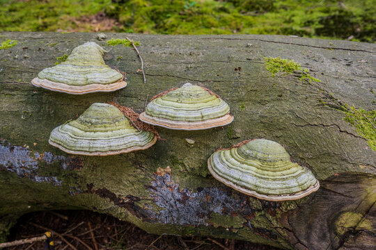 Gro&szlig;e Zunderschw&auml;mme auf liegendem Totholz im Wald