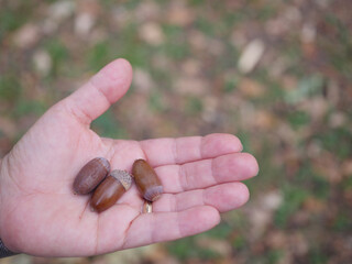 Three ripe acorns held in a human hand outdoors, representing oak trees, autumn harvest, forest seeds, natural reproduction, growth and seasonal nature concepts. © Marek