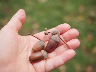 Close-up of ripe brown acorns with caps and stems held in a human hand, representing oak trees, autumn harvest, forest seeds, growth, regeneration and seasonal nature. © Marek