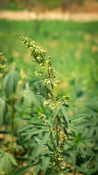 Green hemp plant growing in a field under natural sunlight with cannabis
