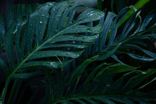 Dark moody green tropical leaves texture with water droplets