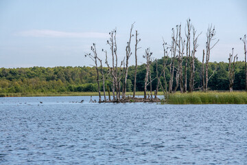 Kolonia kormoranów czarnych przysiadających na uschniętych konarach drzew pośrodku jeziora © Kamil_k2p
