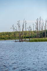 Kolonia kormoranów czarnych przysiadających na uschniętych konarach drzew pośrodku jeziora © Kamil_k2p