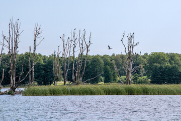 Kolonia kormoranów czarnych przysiadających na uschniętych konarach drzew pośrodku jeziora © Kamil_k2p