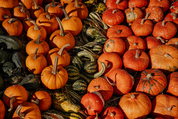Obraz na płótnie Canvas Colorful pumping details and background for autumn harvest and market theme