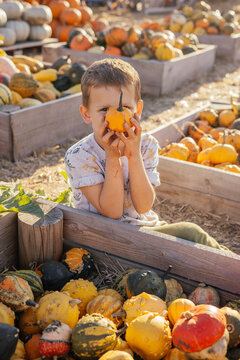 Cute kid collecting pumpkins at an autumn fair. 