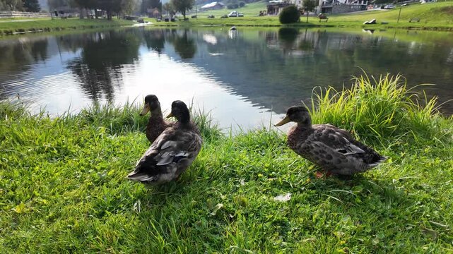 papere al lago anatre 