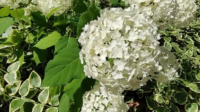 A beautiful white hydrangea flower is blooming in a lush green garden