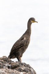 Fototapeta premium Close-up of a cormorant perched, showing detailed feathers, sharp beak, and striking eyes in natural habitat