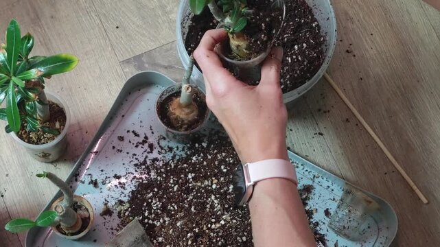 adenium transplant at home. indoor plants. Close-up of hands planting a flower in a pot. woman planting a plant
