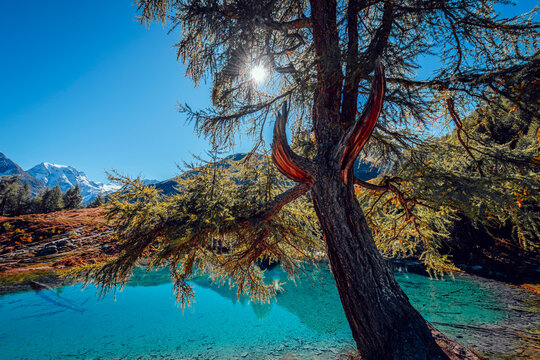 Turquoise waters of Arolla's blue lake framed by a larch tree and sunburst, Switzerland