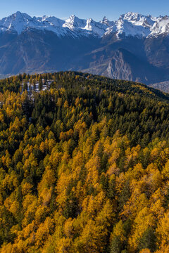 Aerial view of colorful golden larch forest in autumn with snow-capped mountain range in Valais, Switzerland