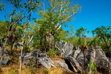 Savanna Woodland in Kakadu National Park - Australia © Adwo