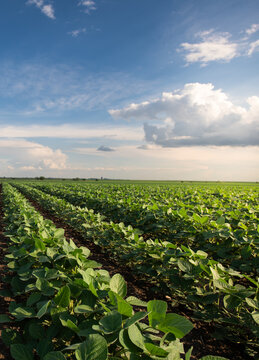 Lush Green Soybean Field Under a Dramatic Cloudy Sky