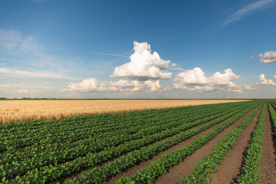 Lush Green Soybean Field Under a Dramatic Cloudy Sky