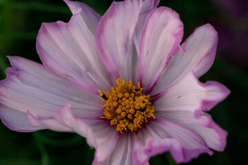 A cosmos flower fills the frame with open petals. A tight overhead crop reveals pink edges and a yellow center against shaded green foliage. © Alisa