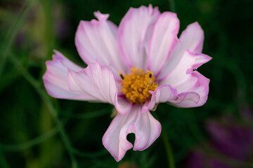 A cosmos flower opens with a gap in one petal. Pale pink petals surround a yellow center while green leaves blur behind the frontal view. © Alisa