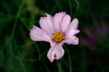 A cosmos blossom stands amid green stems. An opening marks a lower pink petal beneath a yellow center against a shaded garden background. © Alisa