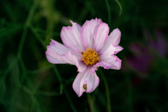 A cosmos blossom stands amid green stems. An opening marks a lower pink petal beneath a yellow center against a shaded garden background.