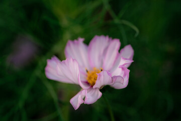 A cosmos flower extends from a slender stem. Pale pink petals face the camera above blurred green foliage in a horizontal close view. © Alisa