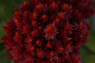 Celosia florets form a dense flower cluster. A tight view reveals orange tips among red and purple petals against softly blurred foliage. © Alisa