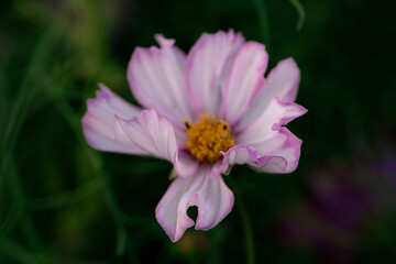 A cosmos flower displays a hole in a hanging petal. A close frontal view shows pink margins and a yellow center against dark green foliage. © Alisa