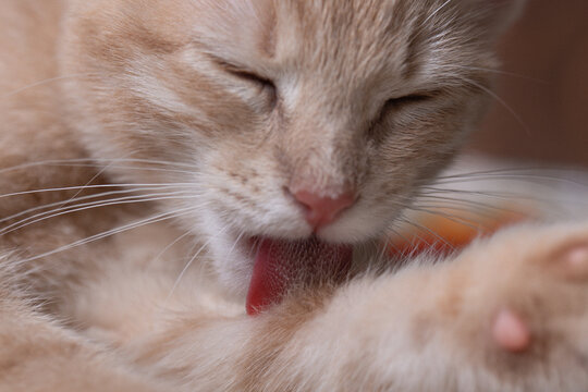 A kitten licks the fur beside its raised paw. A horizontal close view shows a pink tongue and closed eyes with cream fur filling the frame.