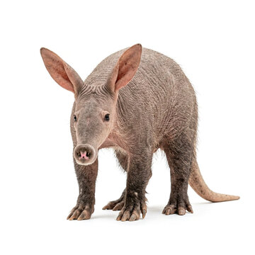 Adult aardvark standing in a studio setting against a plain white background